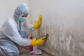 Best Attic Mold Removal  in Greencastle, IN